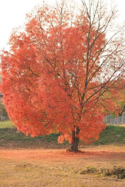 Albero d'autunno